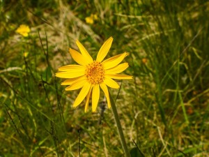 arnica-273283_640