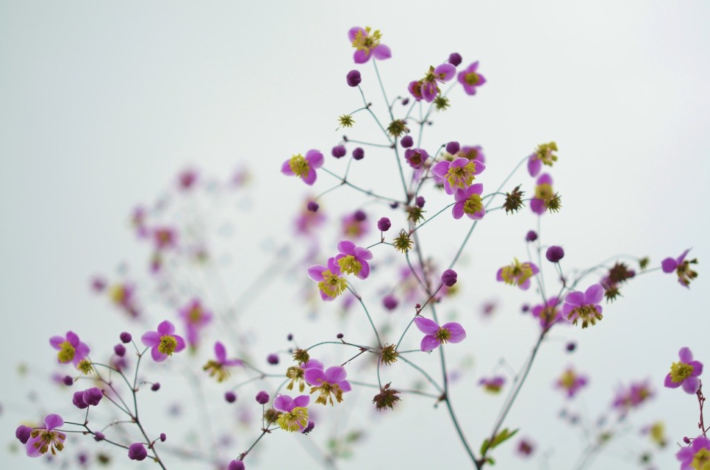 flower-floral-blossom-nature